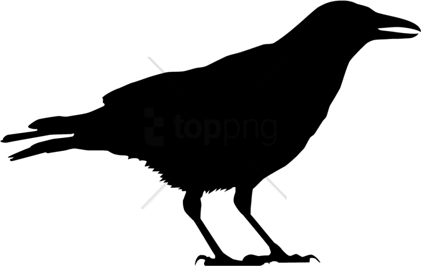 Bird American Crow Clip Art Common Raven - Vector Crow Clip Art - Png Download (850x538), Png Download