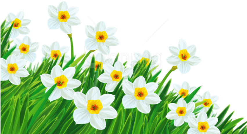 Free Png Download Transparent Grass With Daffodils - Transparent Background Spring Flowers Clipart (851x463), Png Download