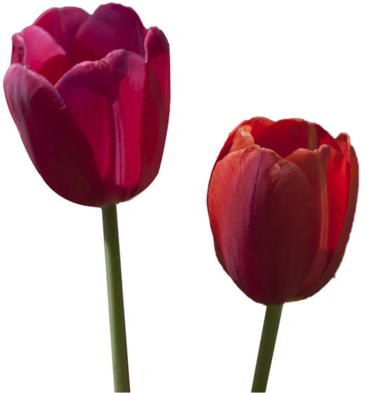 Tulip Clipart (960x640), Png Download