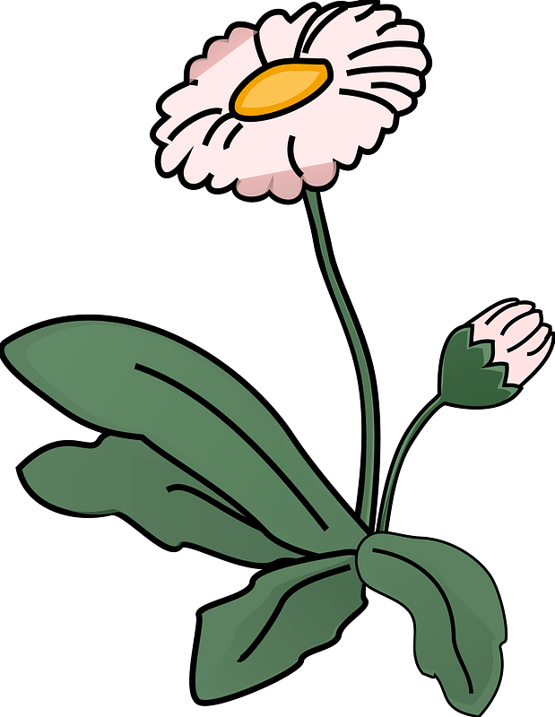 Blume Clipart - Png Download (619x800), Png Download