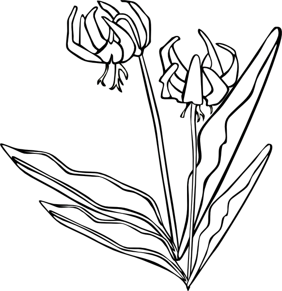 Wild Flowers Outlines Png Clipart (582x600), Png Download