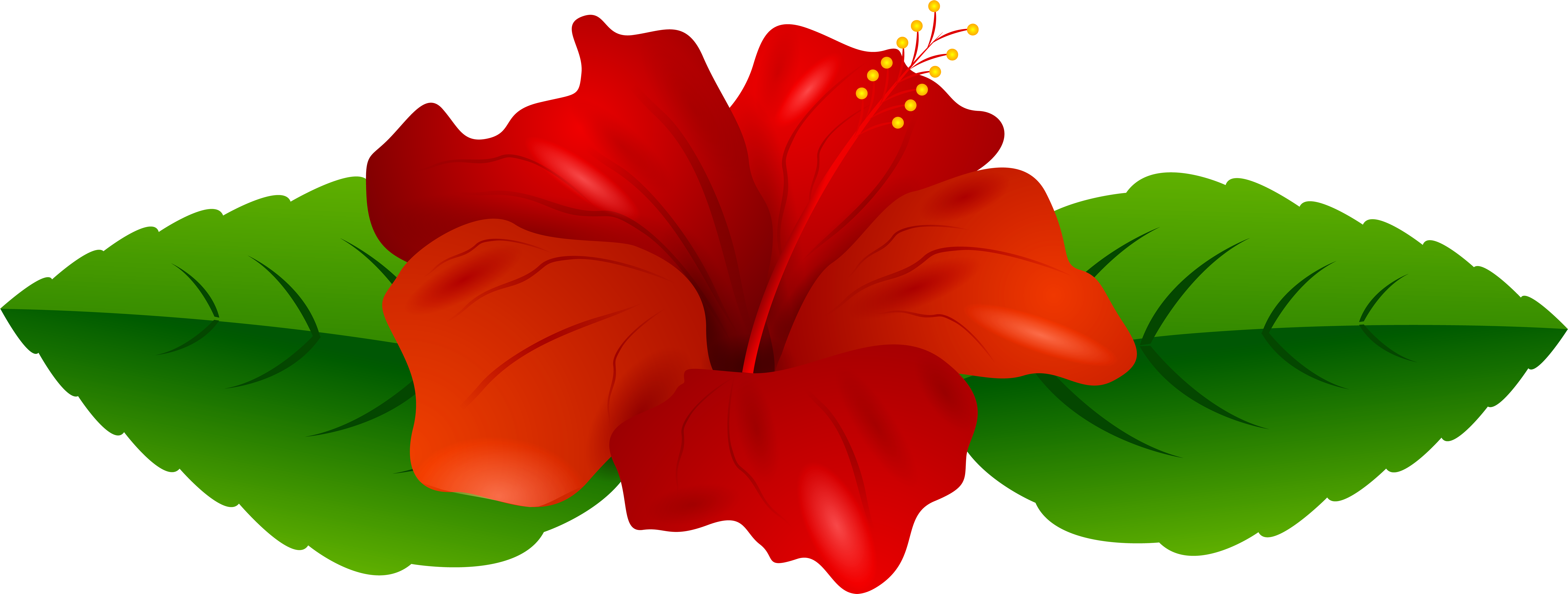 Red Hibiscus Transparent Png Clip Art Image - Clip Art (7905x2995), Png Download