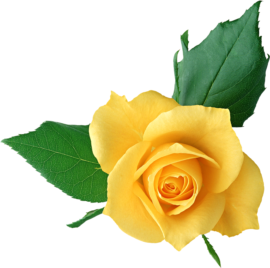 Yellow Flower Clipart Png Format - Yellow Roses Transparent Png (1125x1117), Png Download