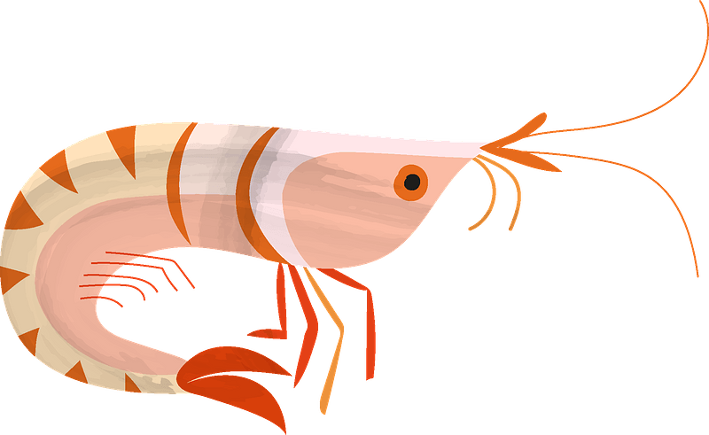 Shrimp Clipart - Png Download (800x491), Png Download