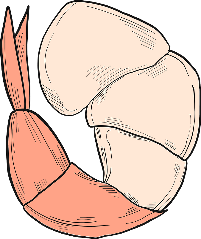 Shrimp Clipart - Png Download (675x800), Png Download