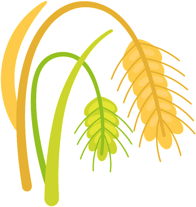 Wheat Clipart - Png Download (800x800), Png Download