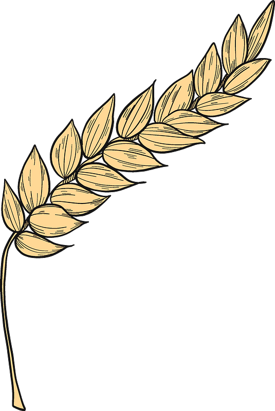 Wheat Clipart - Png Download (535x800), Png Download