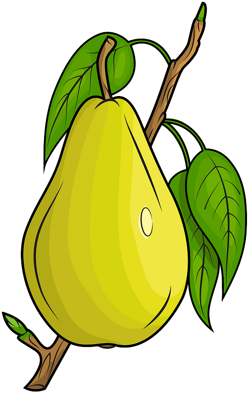 Pear On The Branch Clipart - Png Download (633x800), Png Download