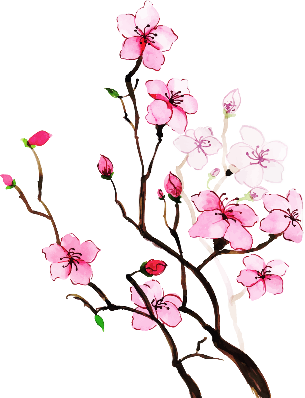 Cherry Blossom Clipart (973x1266), Png Download