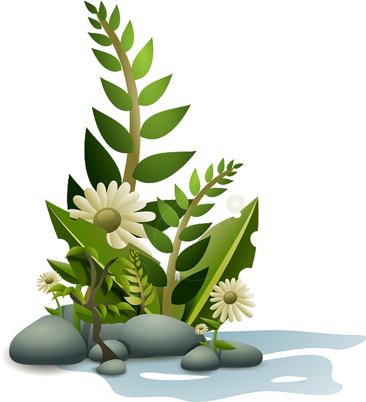 Aquatic Plants Clip Art - Aquarium Plants Clipart Png Transparent Png (768x1024), Png Download