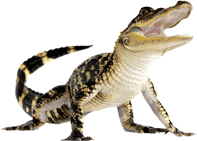 Komodo Dragon Clip Art - Alligator With Transparent Background - Png Download (740x525), Png Download