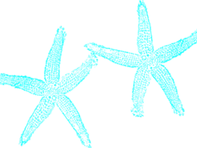 Transparent Starfish Clipart - Fish Clip Art - Png Download (640x480), Png Download