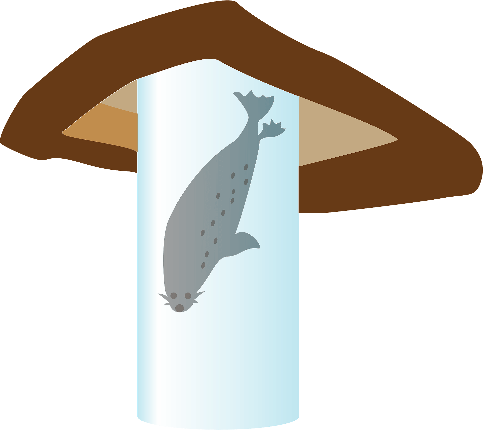 Spotted Seal Animal Clipart - Whale - Png Download (800x712), Png Download