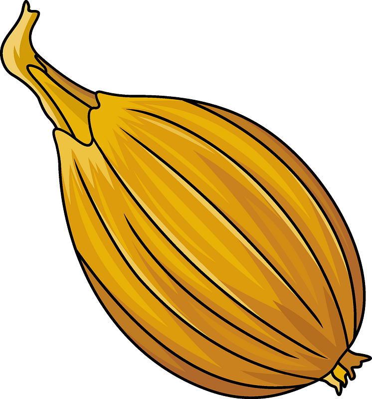 Onion Clipart - Png Download (746x800), Png Download