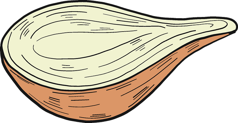 Half Onion Clipart - Png Download (800x413), Png Download