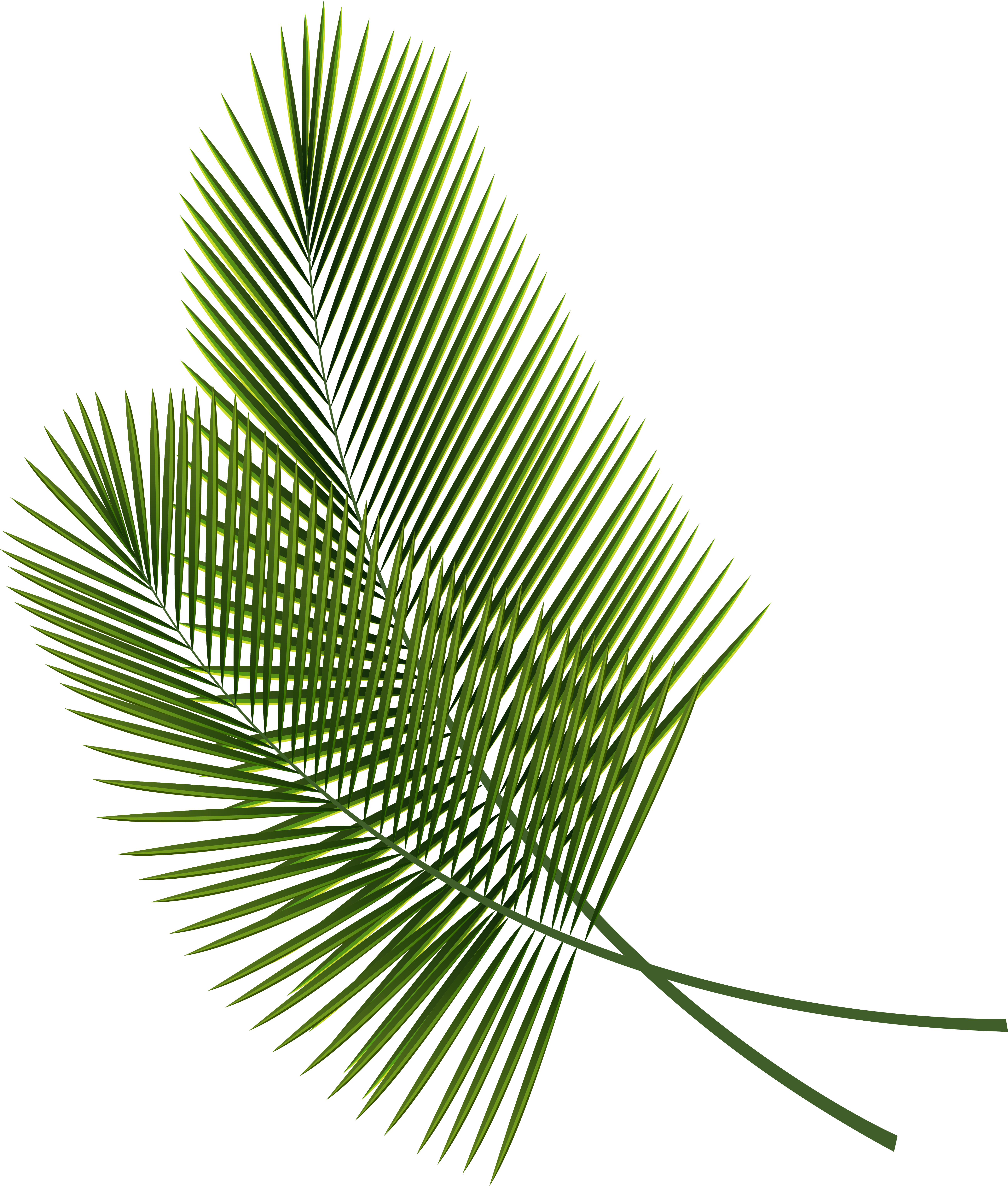 Leaf Clip Art - Palm Leaves Png Transparent Png (5295x6226), Png Download
