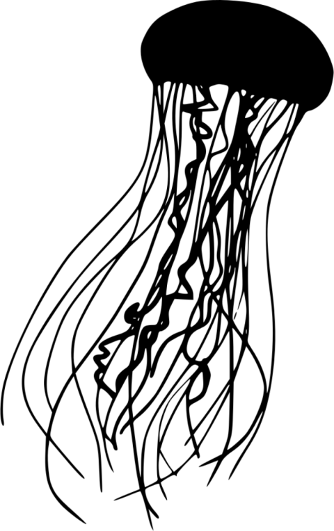 Jellyfish Png Black And White Clipart (480x764), Png Download