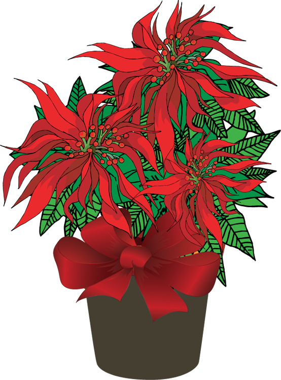 Forgetmenot In Pots - Poinsettia Clipart - Png Download (554x750), Png Download