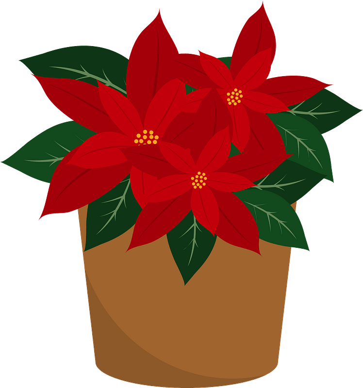 Poinsettia Flower Clipart - Christmas Poinsettia Flower Transparent Background - Png Download (748x800), Png Download