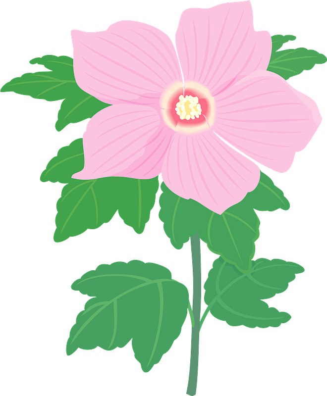 Hibiscus Syriacus Flower Clipart - Hawaiian Hibiscus - Png Download (660x800), Png Download