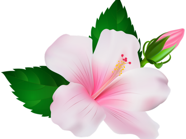 Transparent Hibiscus Clipart Png - Pink Hibiscus Flower Png (640x480), Png Download