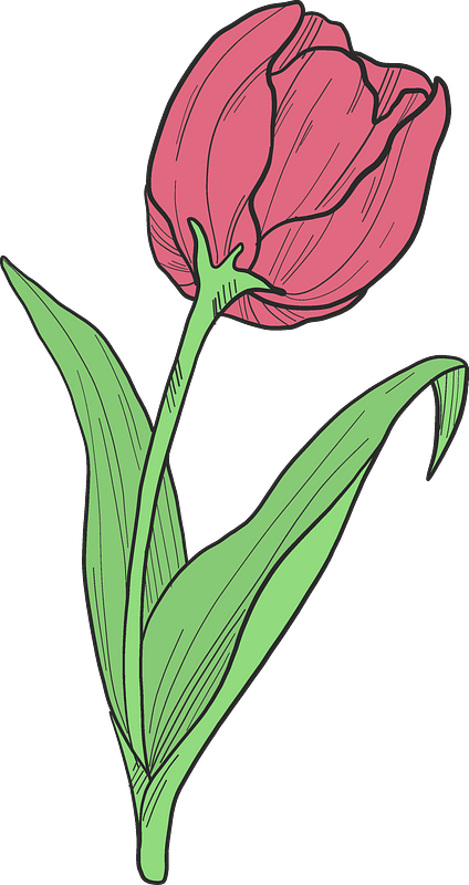 Red Tulip Clipart - Orris Root - Png Download (424x800), Png Download