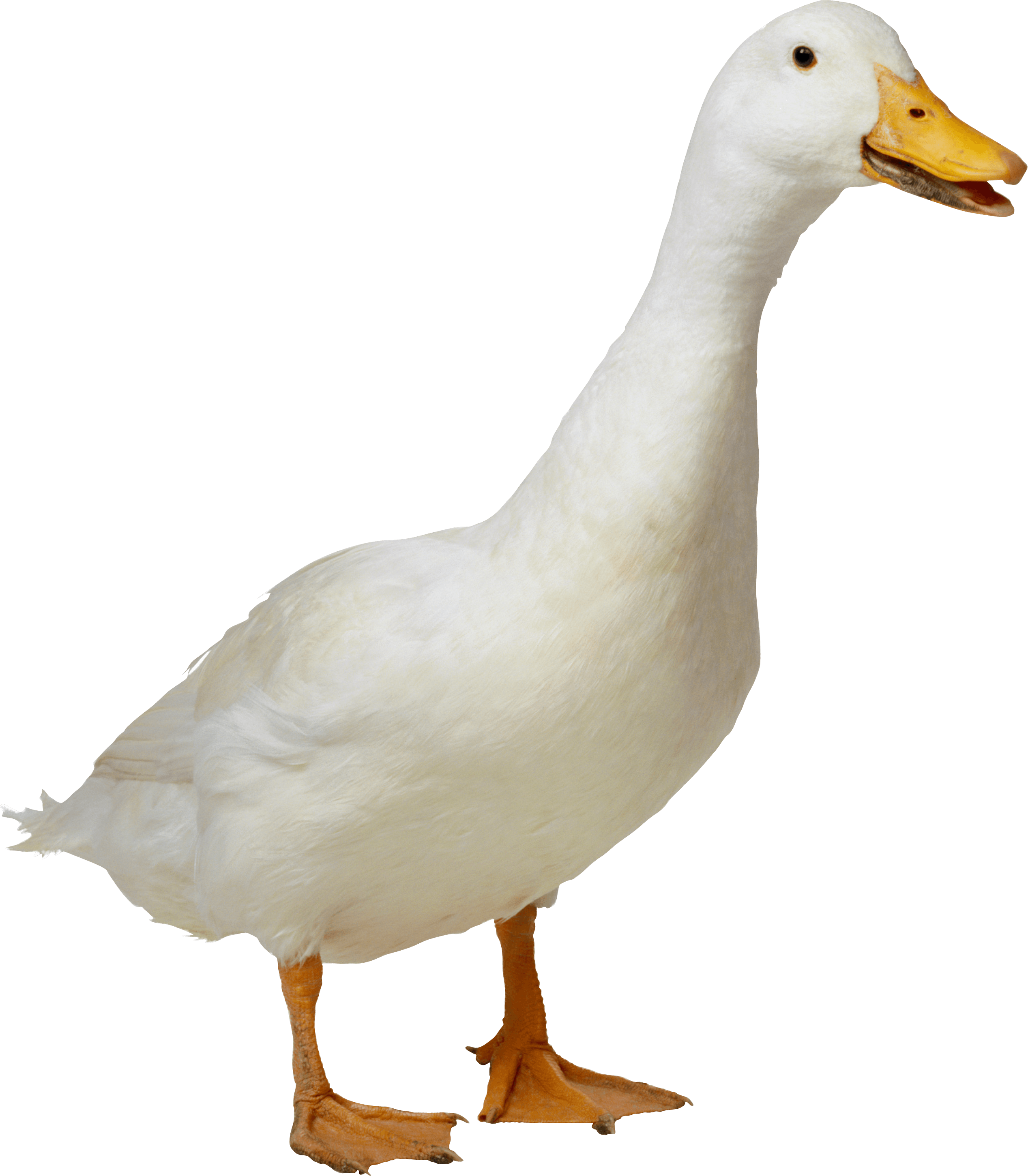 Duck Png Clipart (2535x2901), Png Download