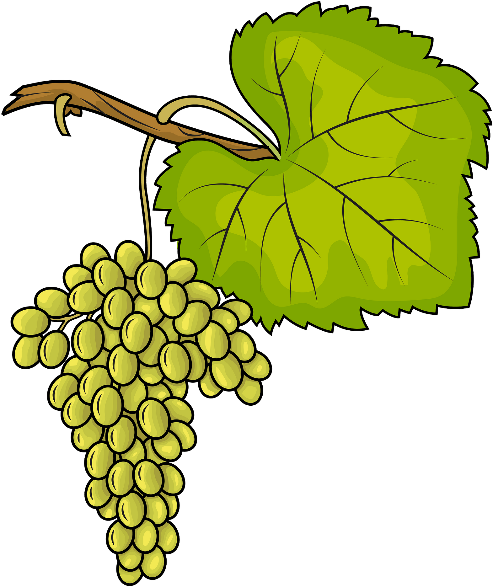 White Grapes Clipart - Trauben Clipart - Png Download (1132x1280), Png Download