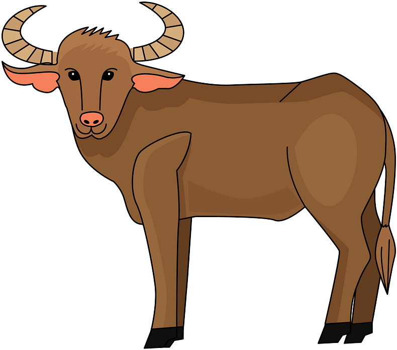 Buffalo Clipart - Png Download (800x714), Png Download