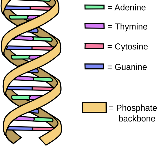 Dna Genes Clipart (640x480), Png Download