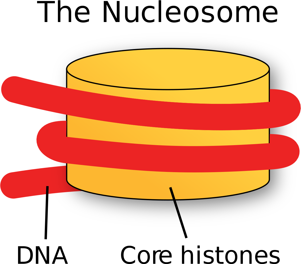 Nucleosome Clipart - Png Download (1200x1109), Png Download