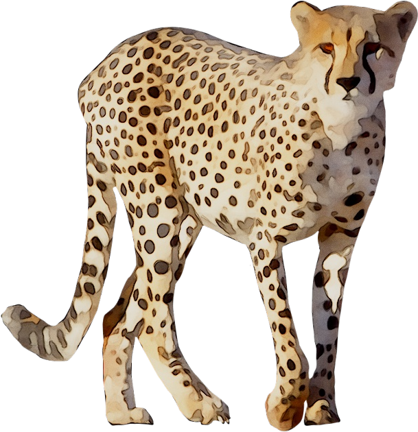 Cheetah Leopard Lion Animal Drawing - Cheetah Png Clipart (768x774), Png Download