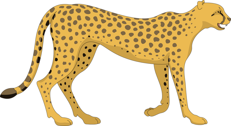Cat Cheetah Walking Animal Ta - Cheetah Clipart - Png Download (800x437), Png Download