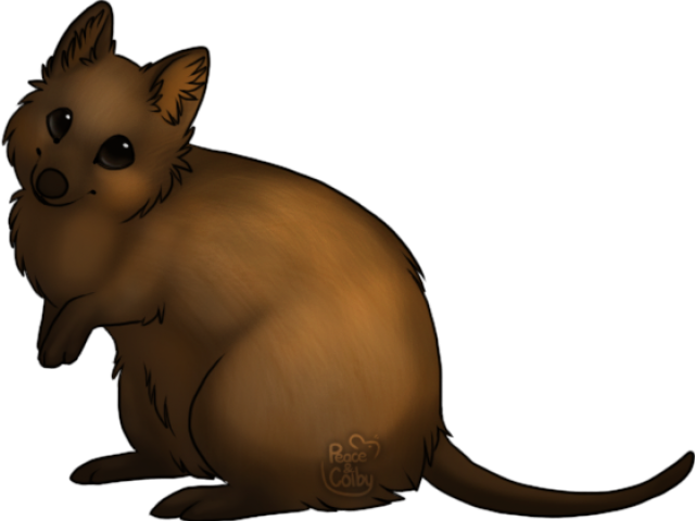 Transparent Quokka Clipart (640x480), Png Download
