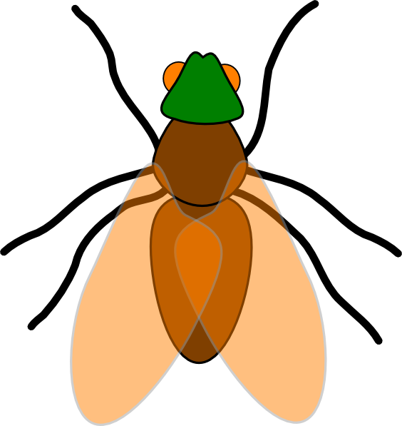 Bugs Flying Cliparts - Fly Insect Clipart - Png Download (564x597), Png Download