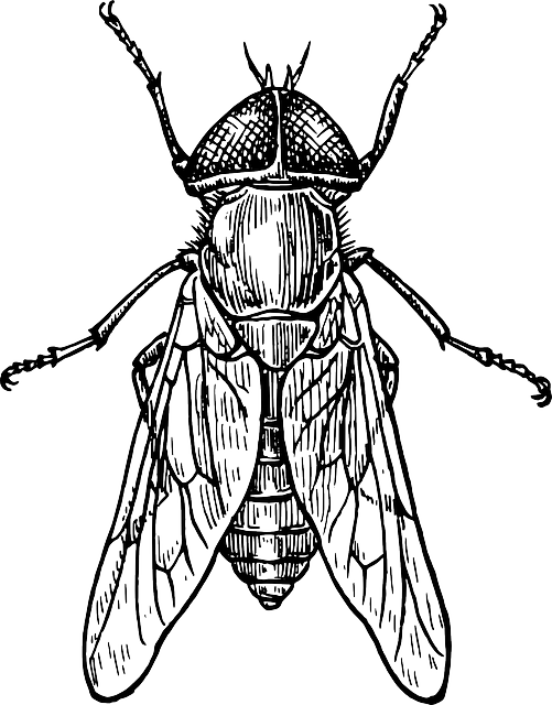 Insect Drawing Clipart (501x640), Png Download