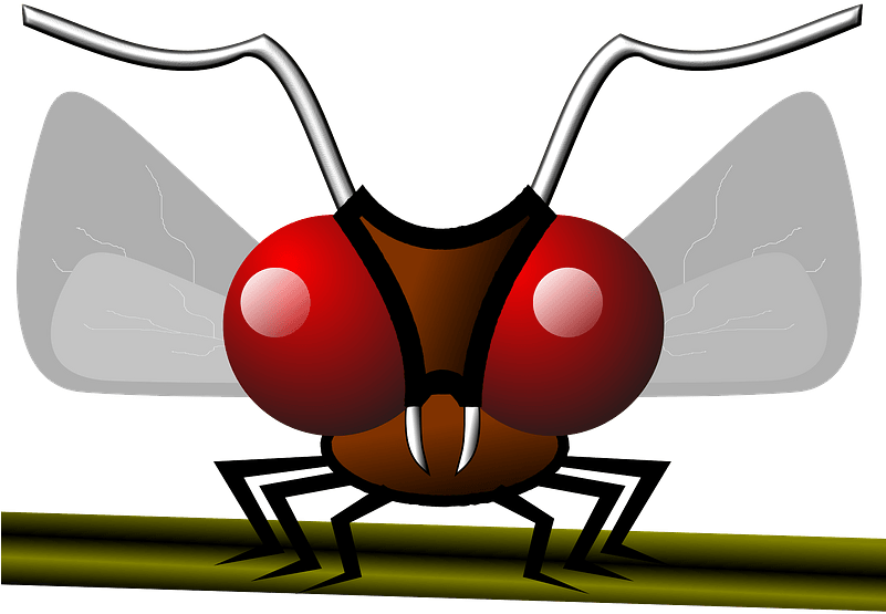 Mosquito Clipart - Mosquito - Png Download (800x600), Png Download