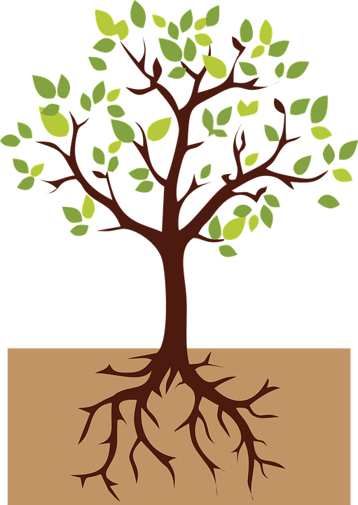 Drzewo Z Korzeniami Rysunek Clipart (511x720), Png Download