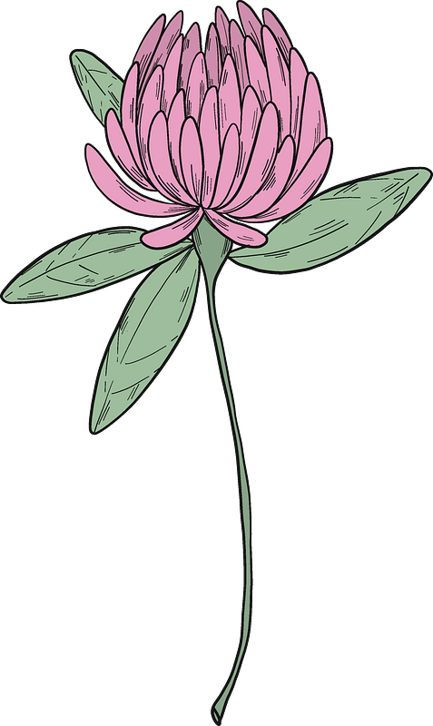 Clover Blossom Clipart - Sacred Lotus - Png Download (477x800), Png Download