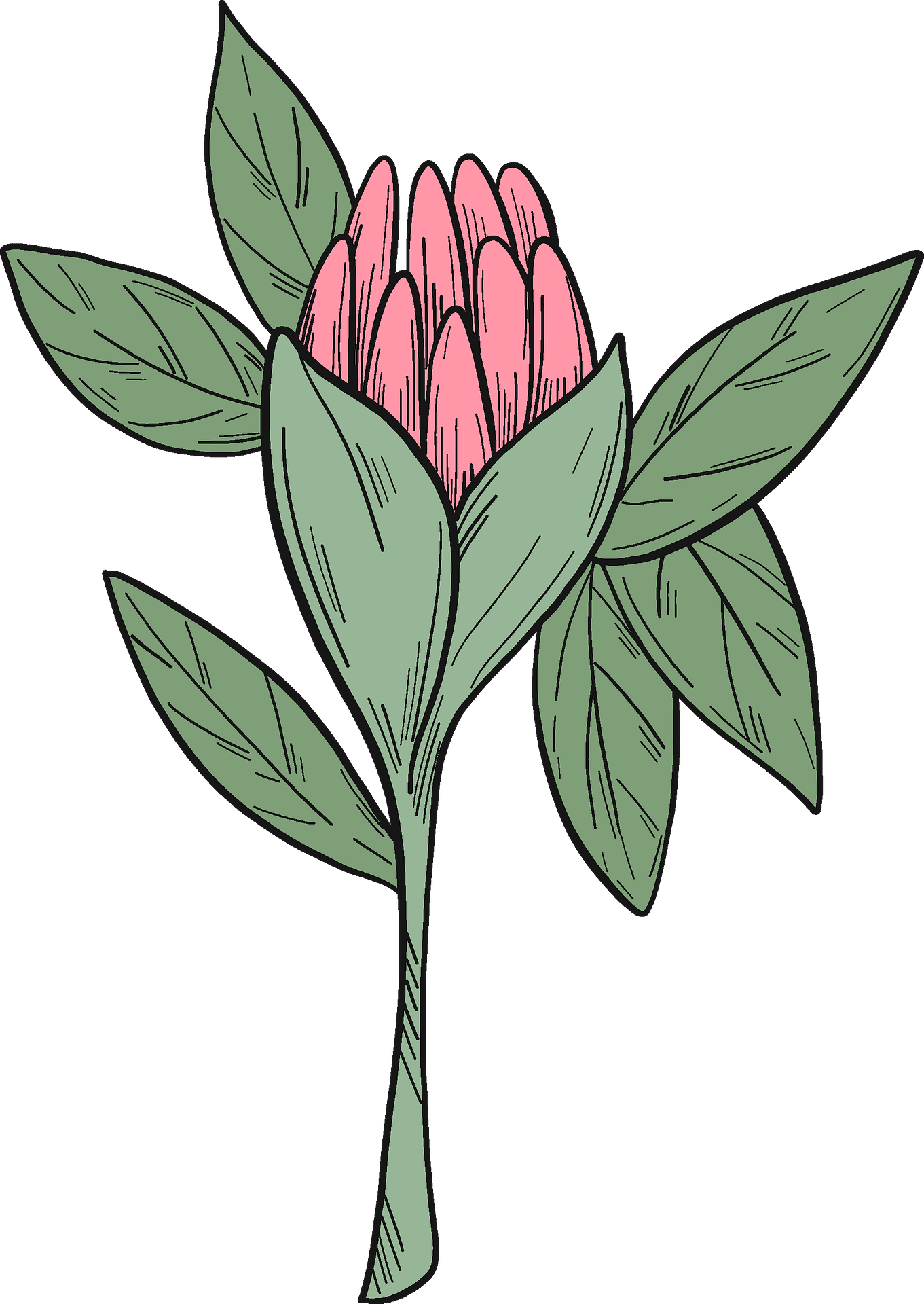 Rosa Glauca Clipart (1361x1920), Png Download
