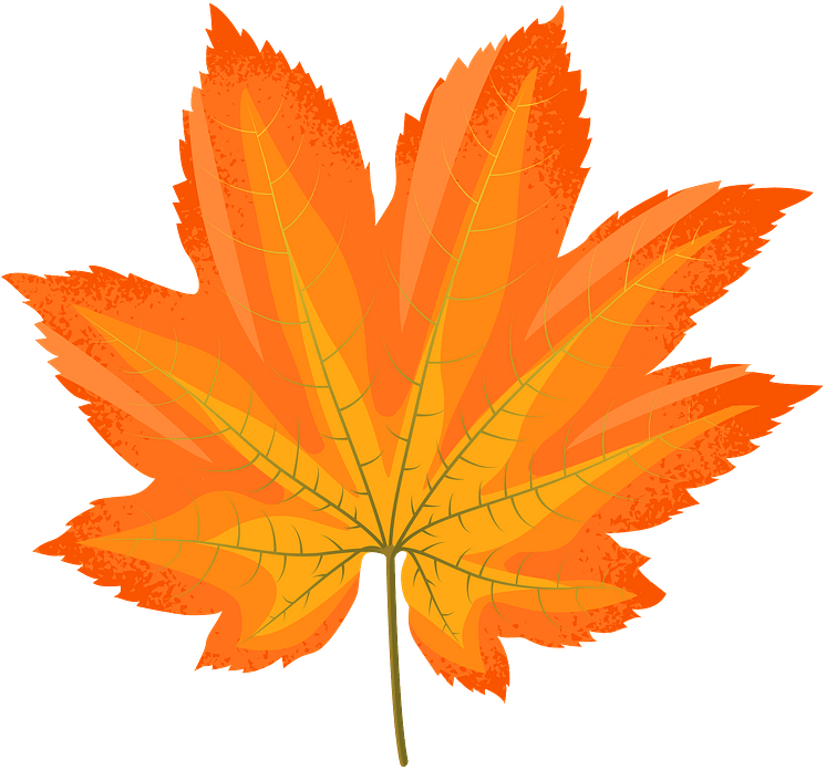 Vine Maple Yellow Leaf Clipart - Maple Leaf Png Clipart Transparent Png (800x800), Png Download