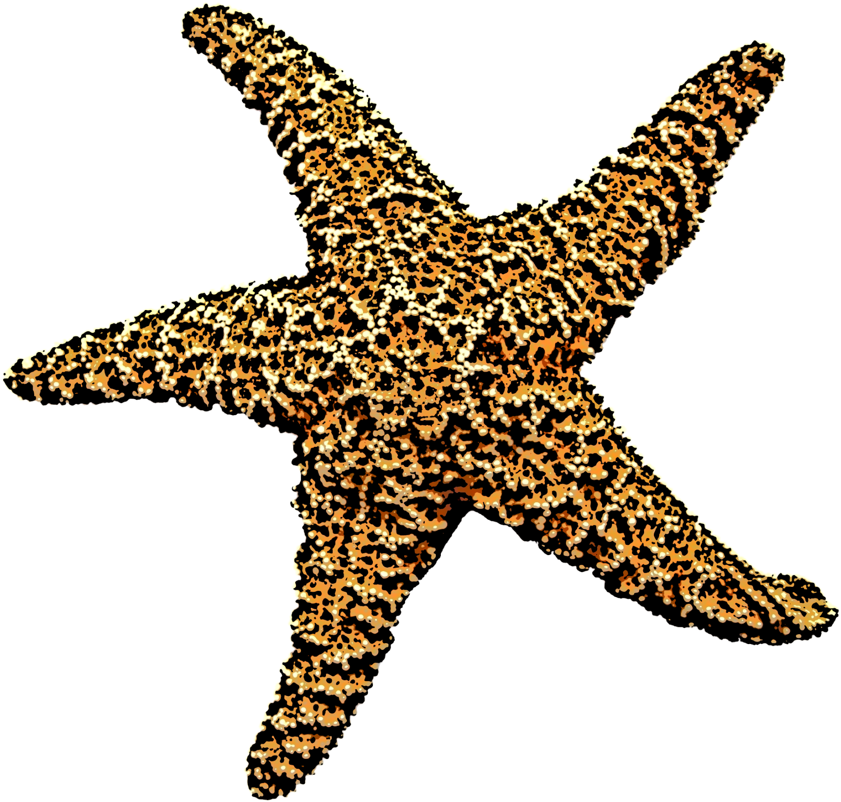 Starfish Png Clipart (1920x1920), Png Download