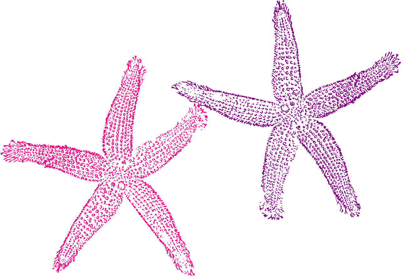 Fish Clip Art , Png Download - Transparent Background Purple Starfish Clipart (1280x882), Png Download