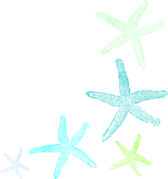 Starfish Clipart (564x601), Png Download