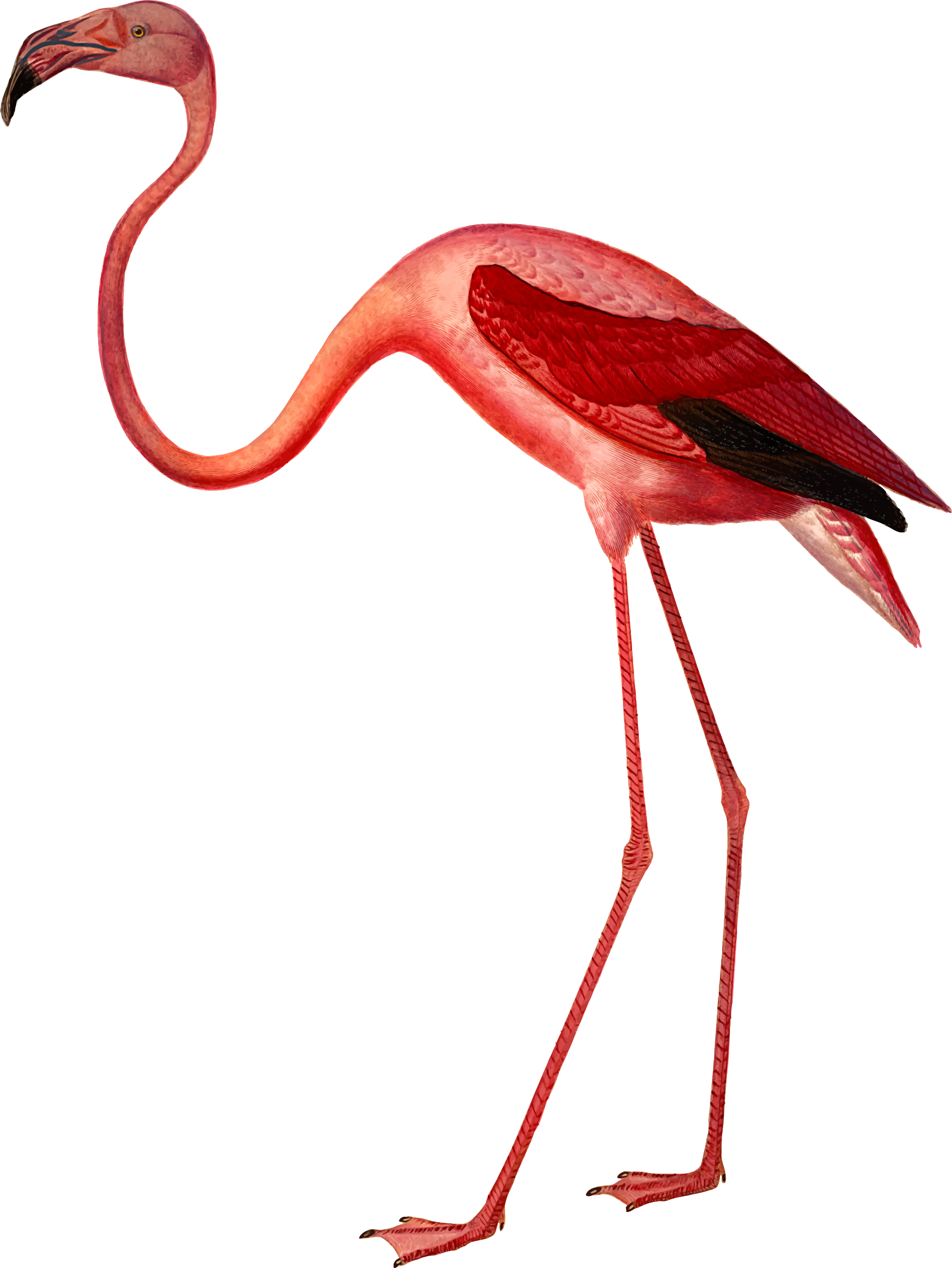 Bird Bird Water Bird Flamingo Clipart - American Flamingo - Png Download (600x799), Png Download