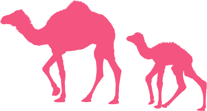 Dromedary Clipart (800x435), Png Download