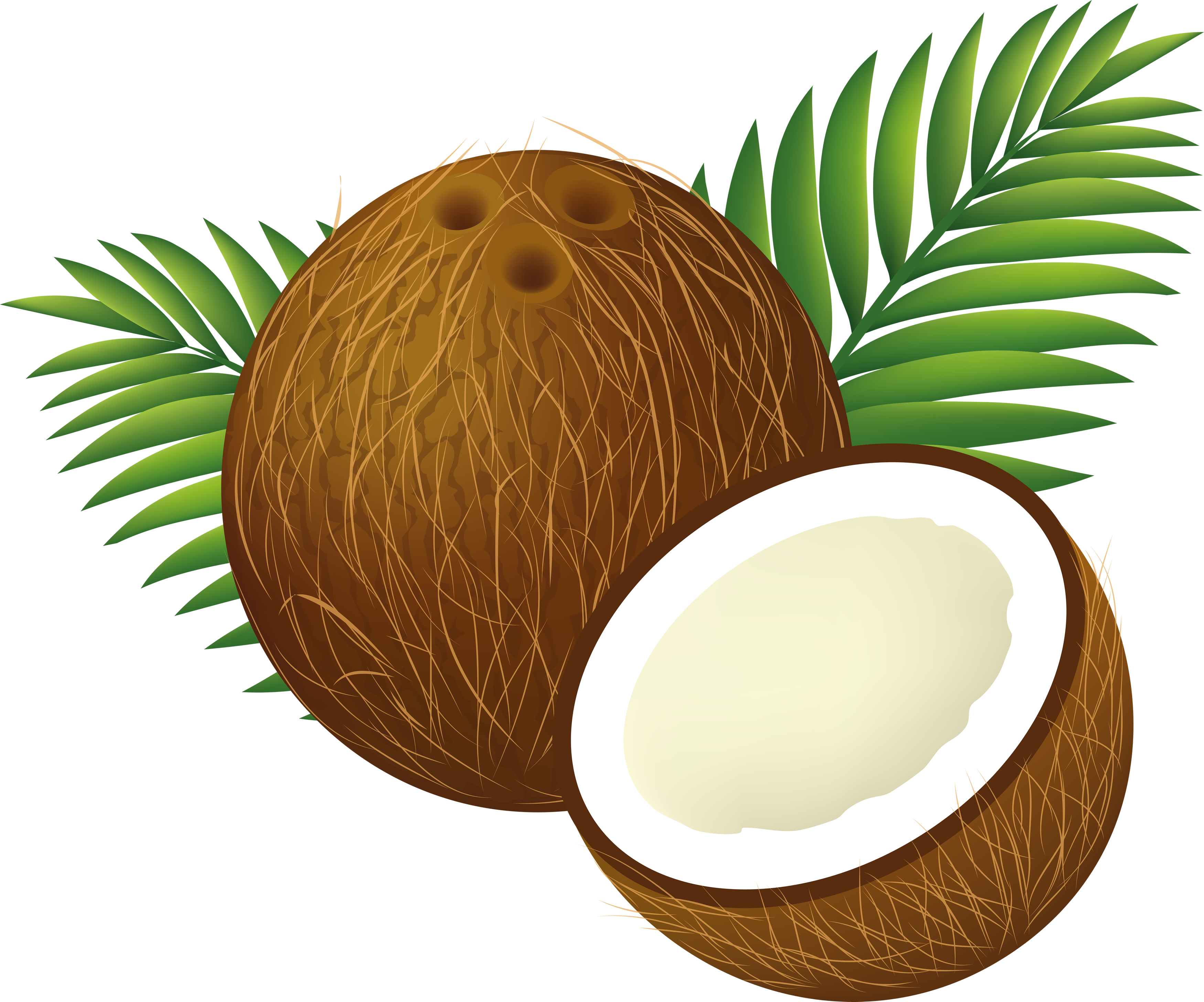 Coconut Water Coconut Milk Clip Art - Transparent Background Coconut Clipart - Png Download (3500x2912), Png Download