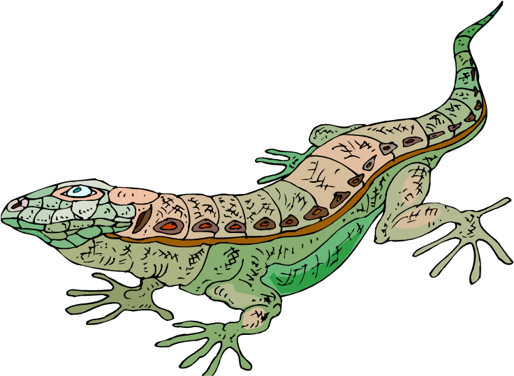 Cartoon Lizard With Glasses Clipart Free Clip Art Images - Lizard - Png Download (750x551), Png Download