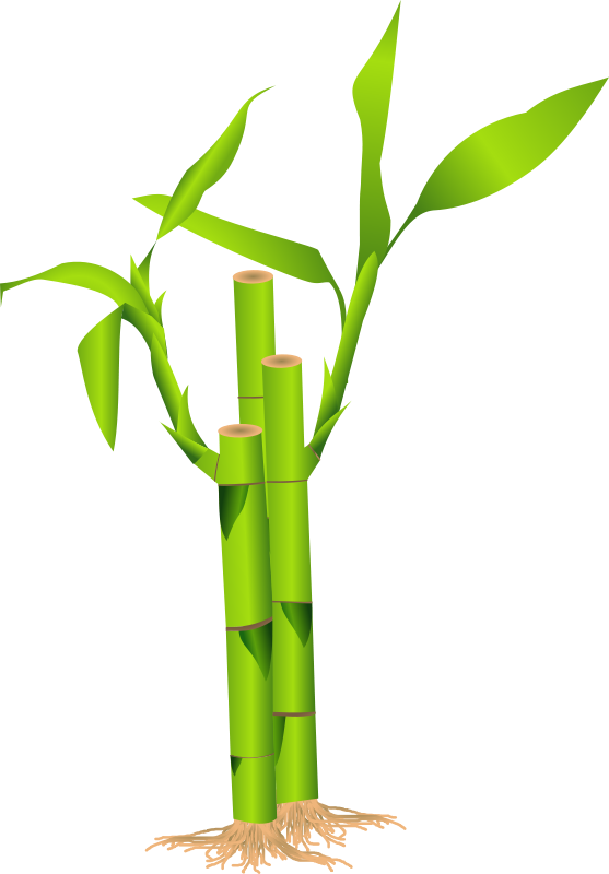 Bamboo Clipart - Png Download (557x800), Png Download