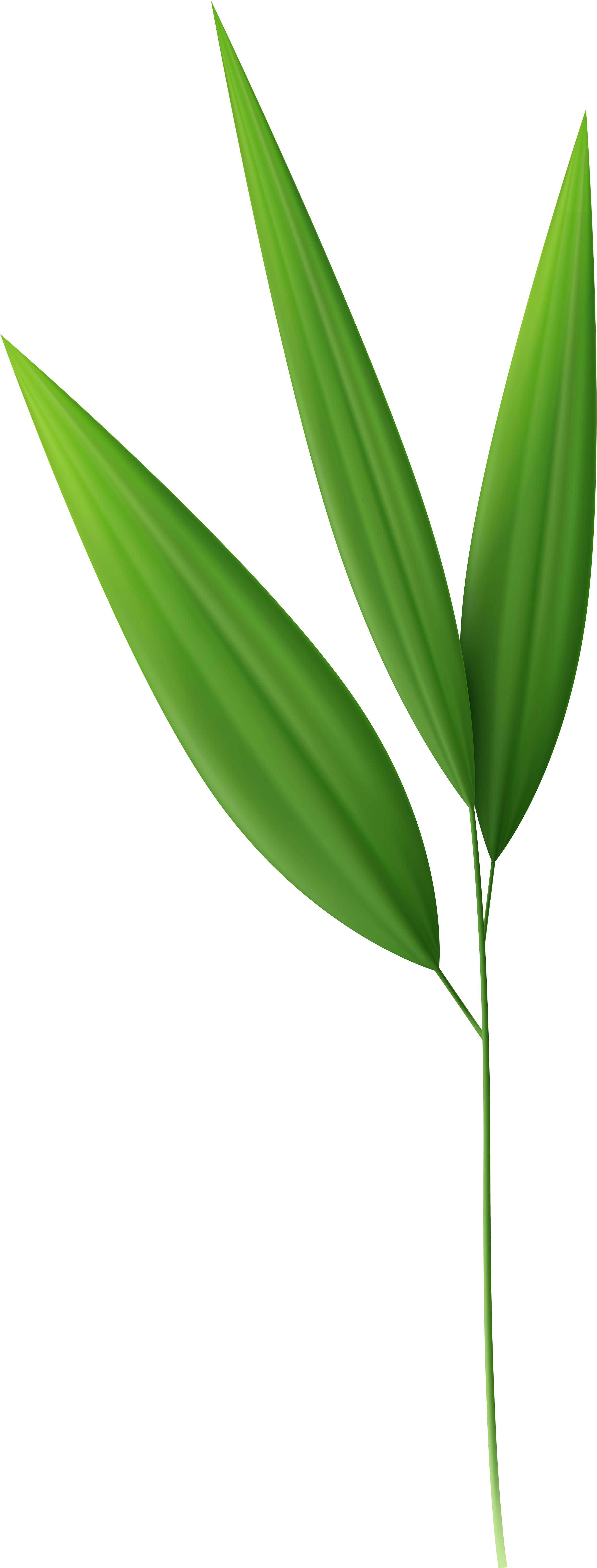 Bamboo Clipart Bamboo Leaf - Bamboo Leaves Transparent Background - Png Download (3145x8000), Png Download